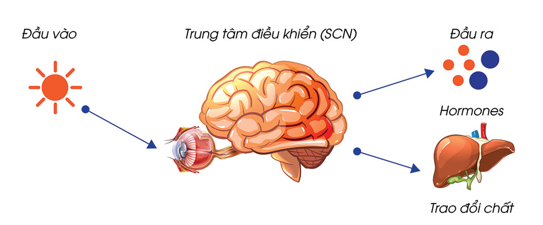 Ảnh hưởng của ánh sáng với thị giác