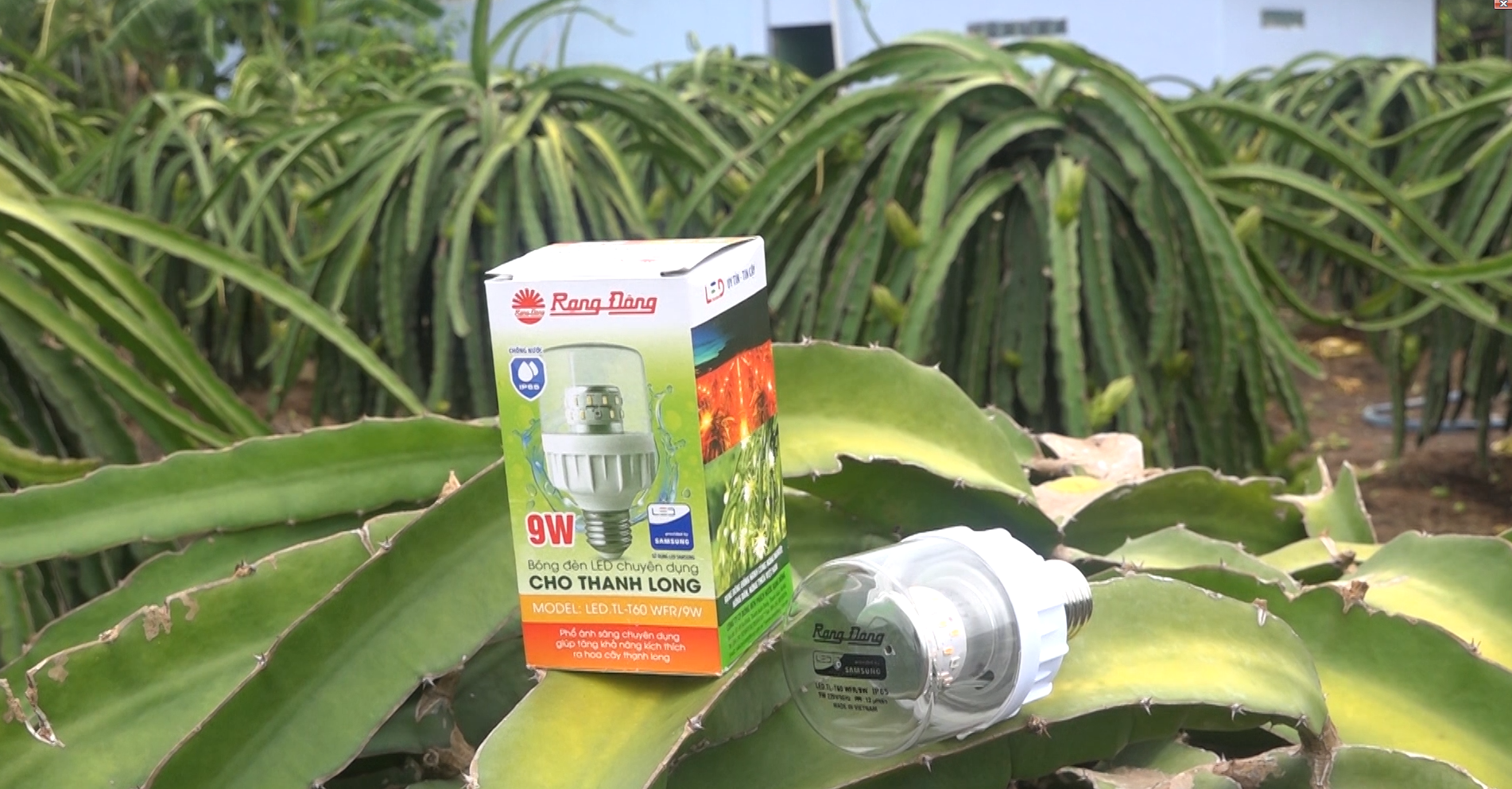 Giải pháp chiếu sáng cây thanh long sử dụng bóng đèn led 9w