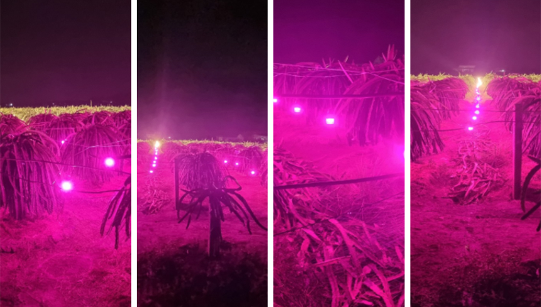 Ứng dụng chiếu sáng cây thanh long tại Châu Thành - Long An bằng đèn LED thanh long Rạng Đông