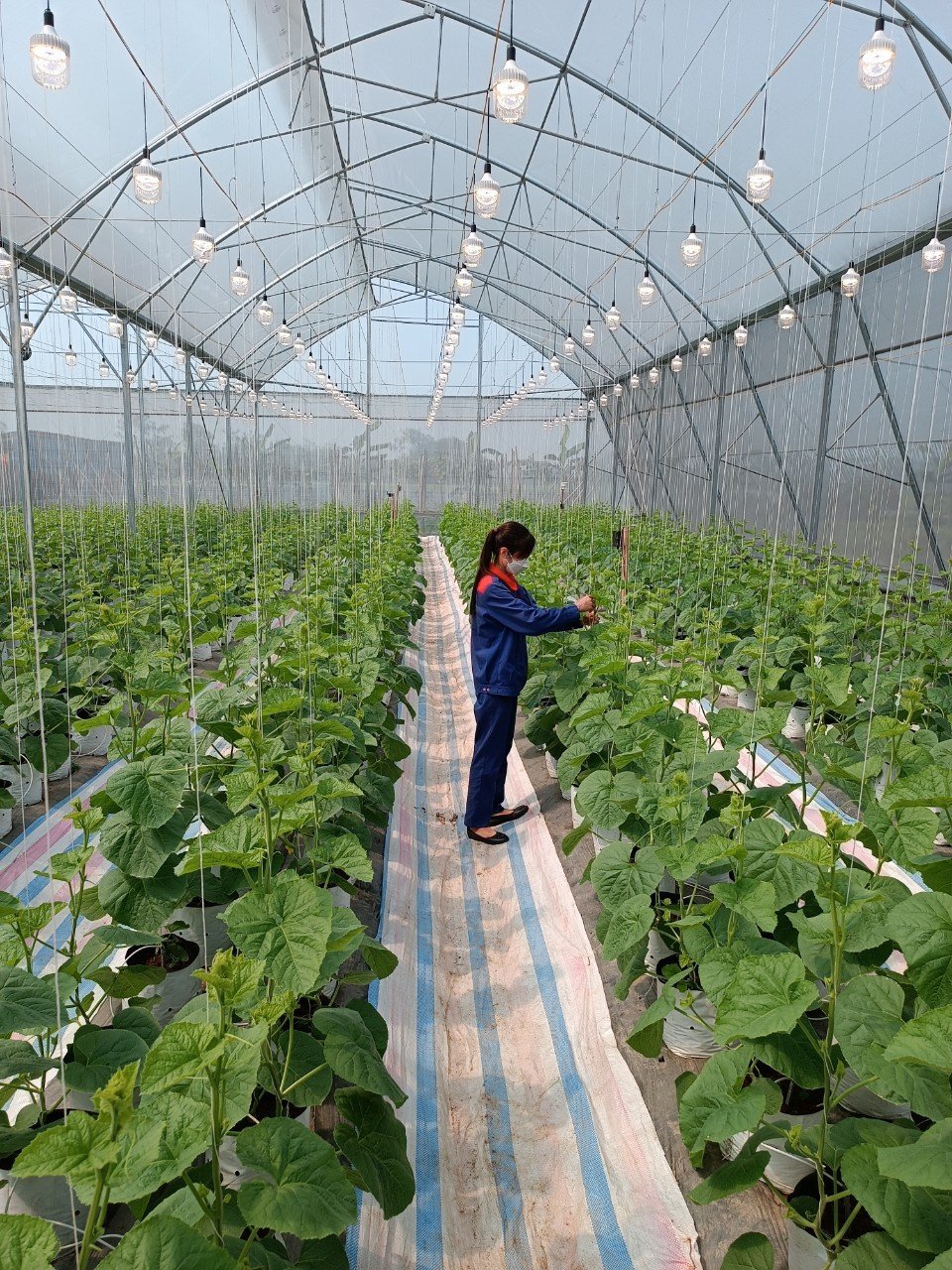 Chiếu sáng nông nghiệp công nghệ cao – giải pháp bền vững cho ngành nông nghiệp