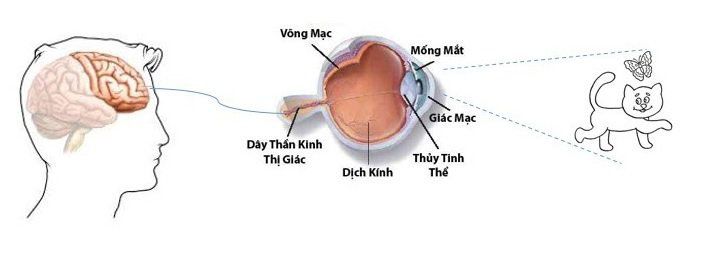 Đôi mắt tiếp nhận ánh sáng như thế nào?