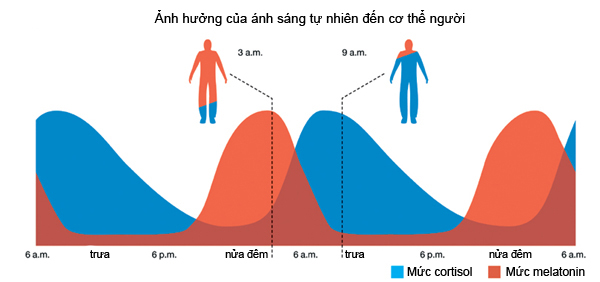 Tác động của ánh sáng lên 2 hormone môn melatonin và cortisol
