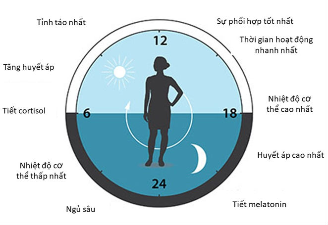 Ánh sáng tác động lên 2 hormone melatonin và cortisol theo chu kỳ 24 giờ trong ngày như thế nào?