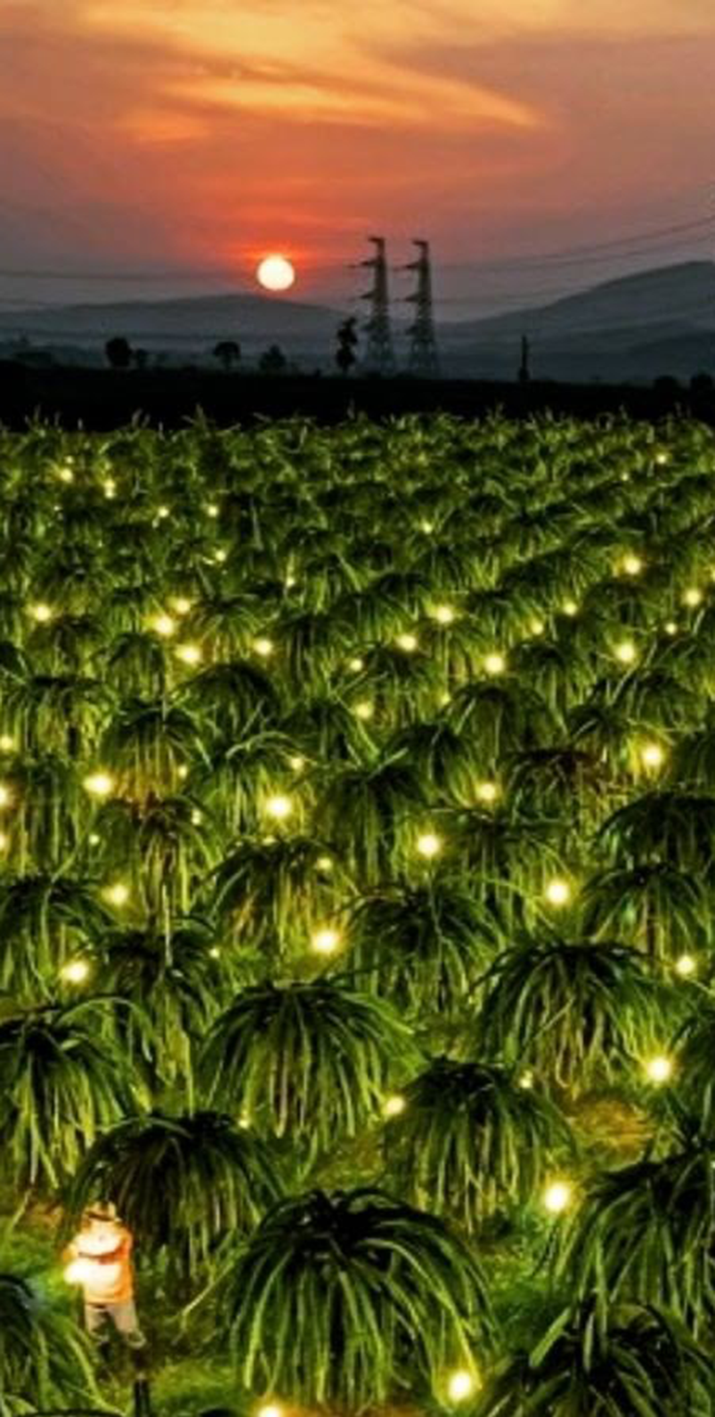 Đèn led thanh long 9W